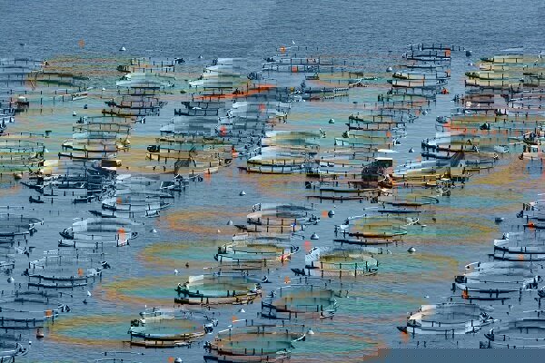 پوریا: رعایت نکات ایمنی آبزی‌پروری در سرما ضروری است