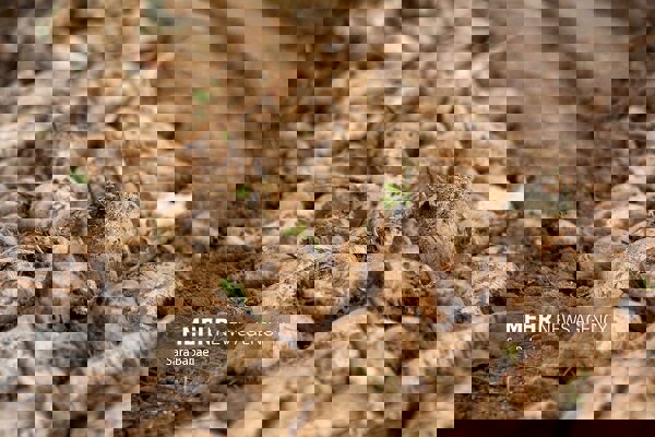 تولید بیش از ۴۷۲ هزار تن چغندرقند در شهرستان کرمانشاه