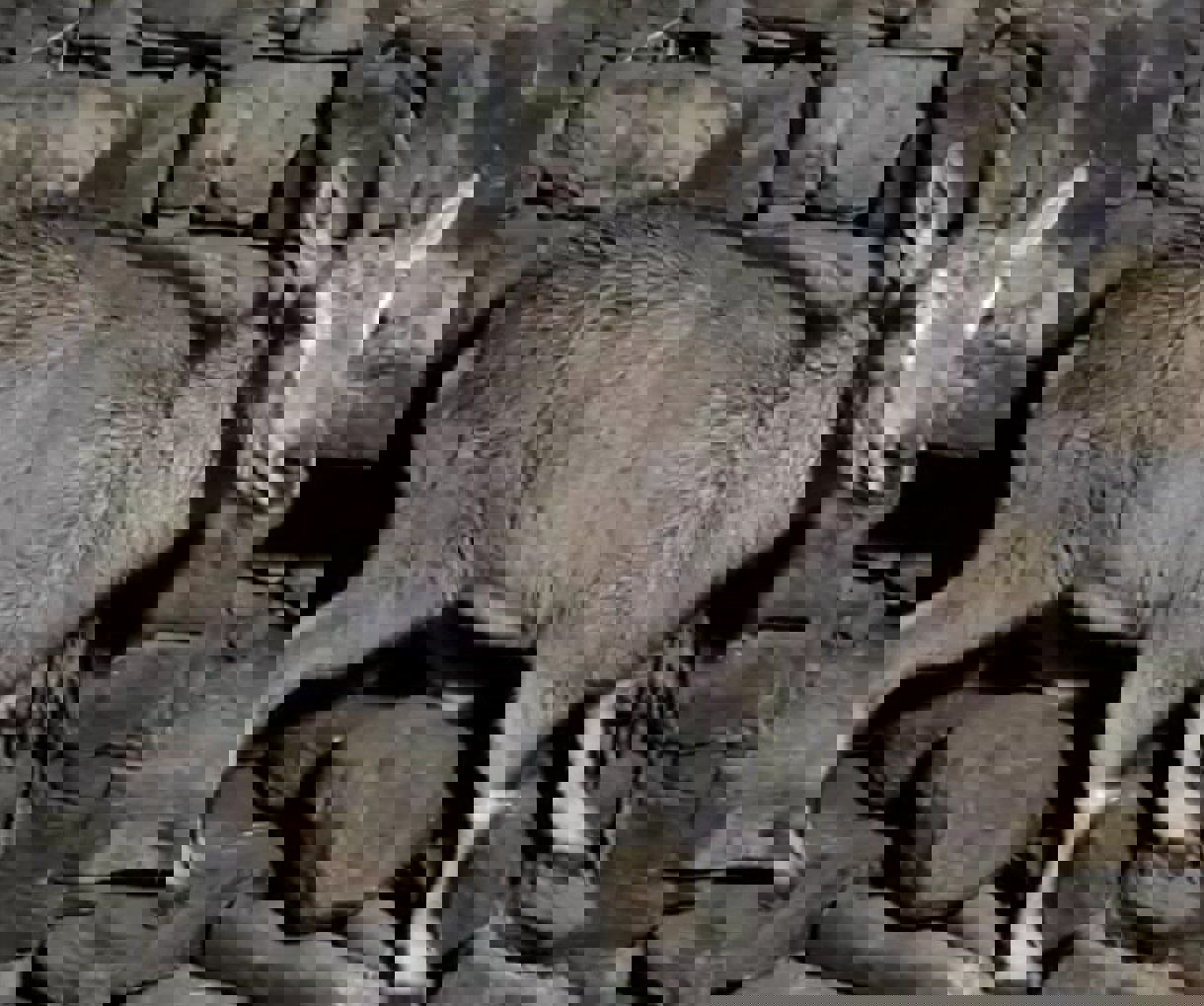 پناه آوردن بزکوهی به منزل مسکونی در روستای کمالای هورامان