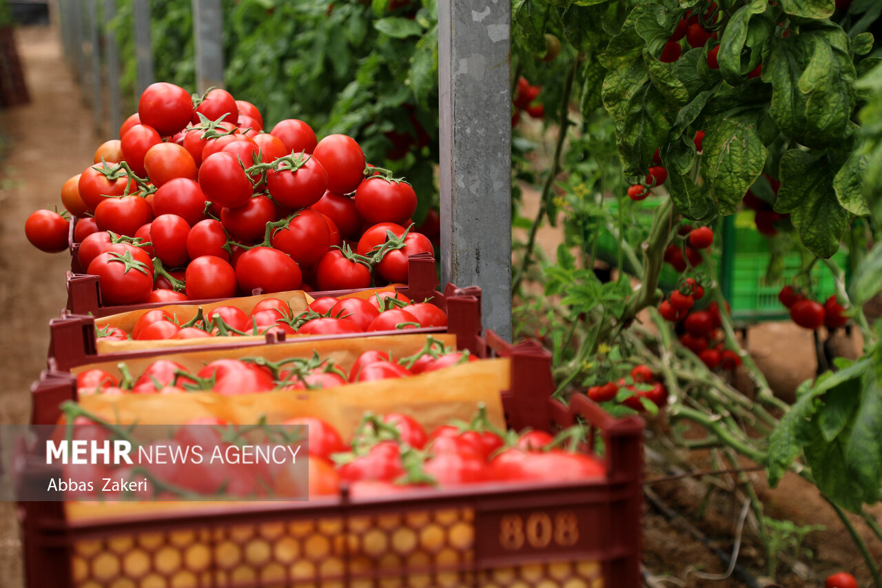 کشف ۱۵ تن گوجه‌فرنگی قاچاق در مرز پرویزخان