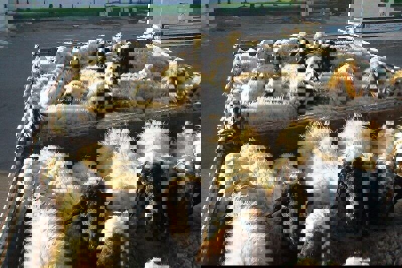 کشف ۴۳ رأس دام غیرمجاز در قصرشیرین