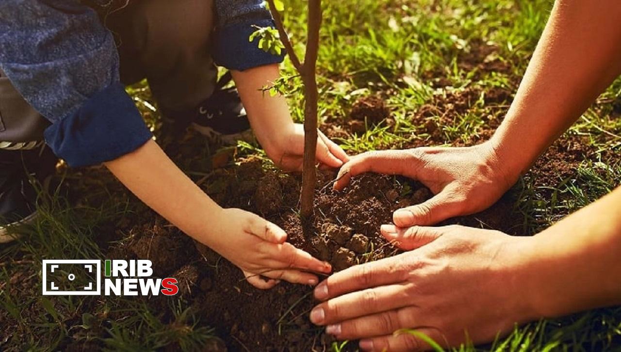 کاشت بیش از سه میلیون اصله نهال در کردستان