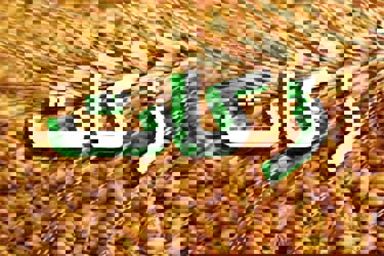 پرداخت زکات و کمک‌های مردمی در کرمانشاه ۴۷ درصد افزایش یافت