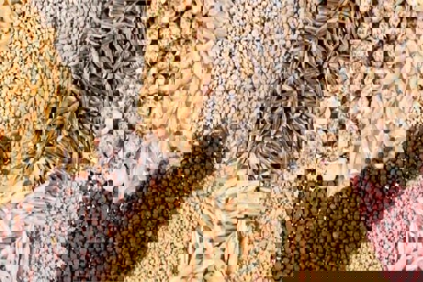 کرمانشاه رتبه چهارم فروش خوراک طیور کشور را کسب کرد