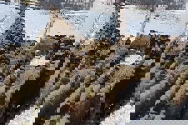 کشف ۵۵۴ رأس احشام قاچاق در نوار مرزی هنگ بانه