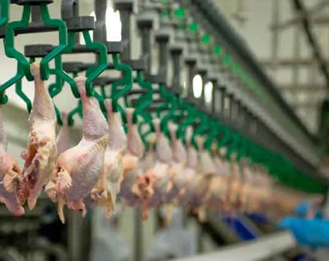 جهش ۲۷۰ میلیاردی در زنجیره ‏پروتئین کردستان با افتتاح کشتارگاه صنعتی مرغ باشماق مریوان