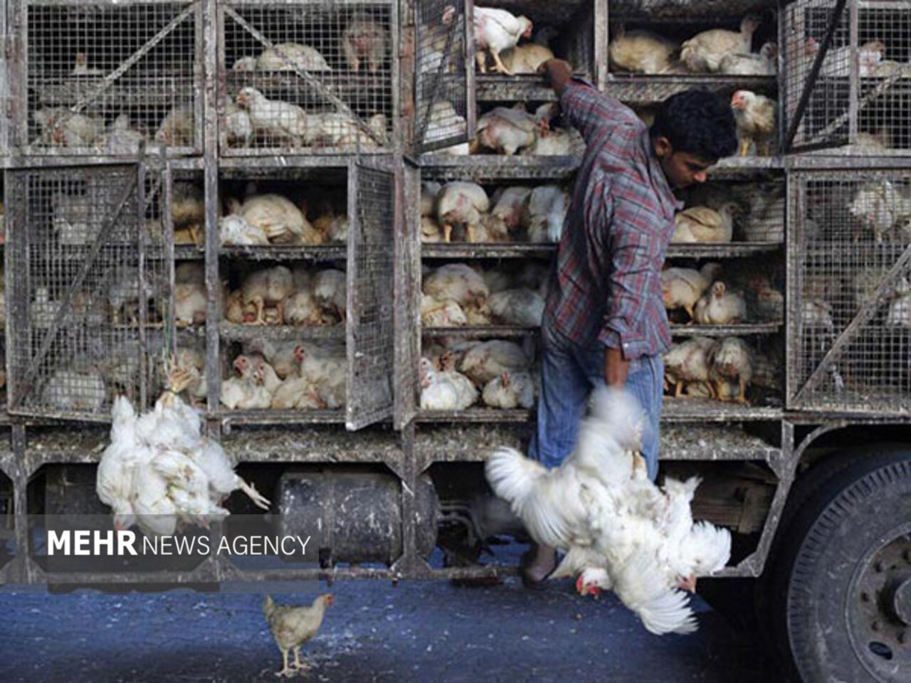 ۷ تن مرغ زنده فاقد مجوز در کنگاور کشف شد