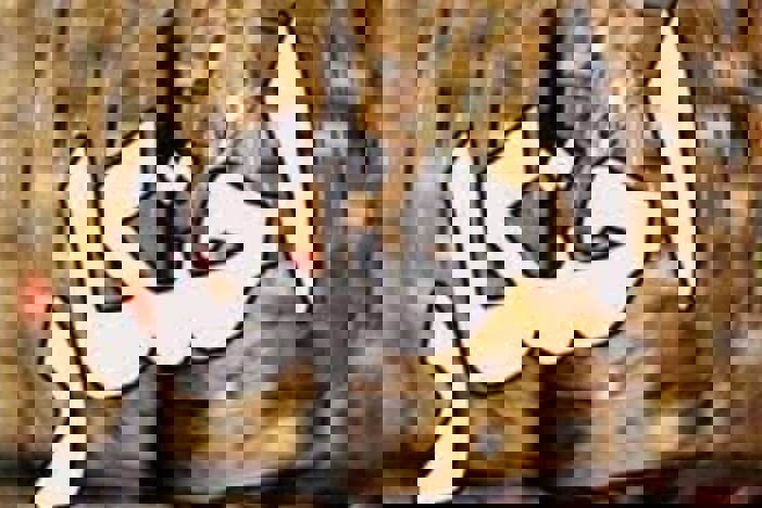 کشف ۲ انبار غیرمجاز کالا در پاوه