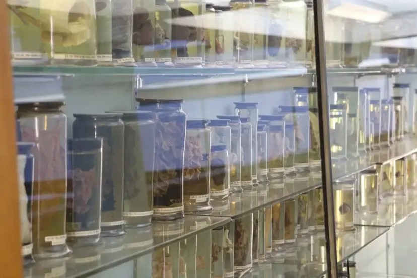 کشف قدیمی‌ترین ویروس سرماخوردگی جهان در ریه‌های زنی از قرن هجدهم