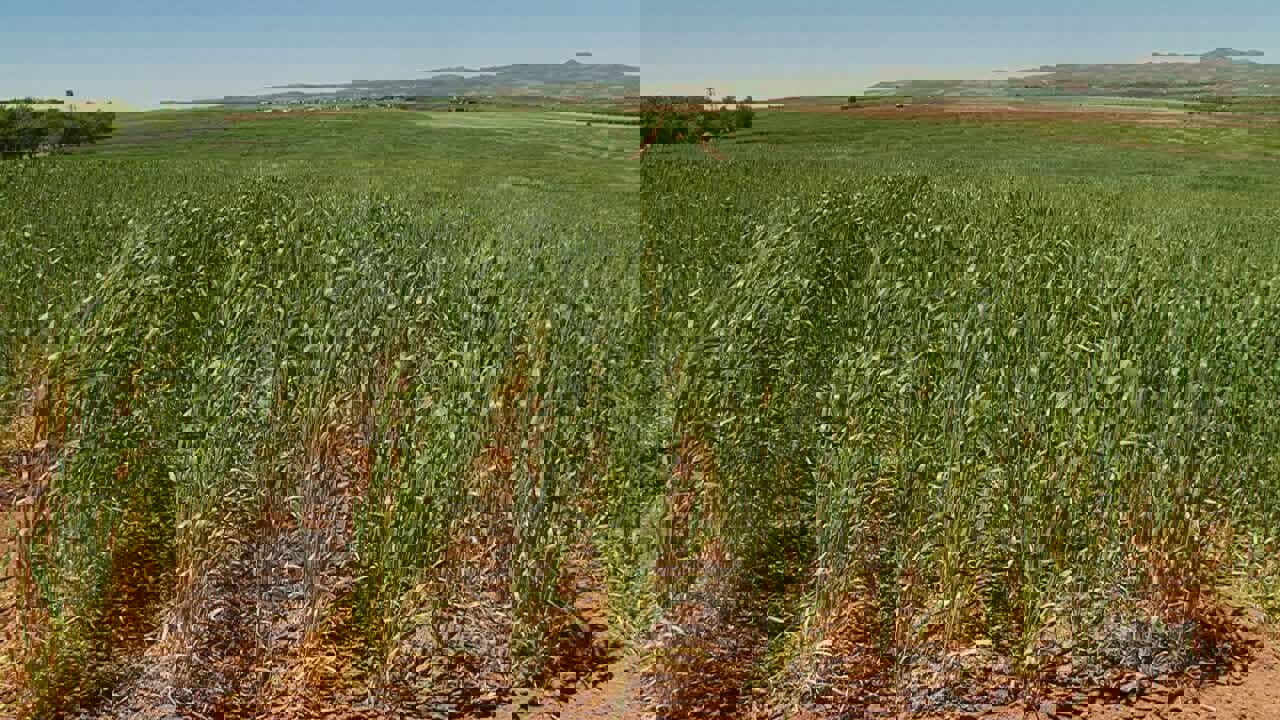 شریفی: کرمانشاه با ۵۸۰ هزار هکتار پیشتاز کشت دیم است