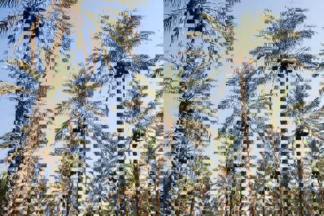 جشنی: قصرشیرین ظرفیت تبدیل‌شدن به قطب خرمای مجول غرب کشور را دارد