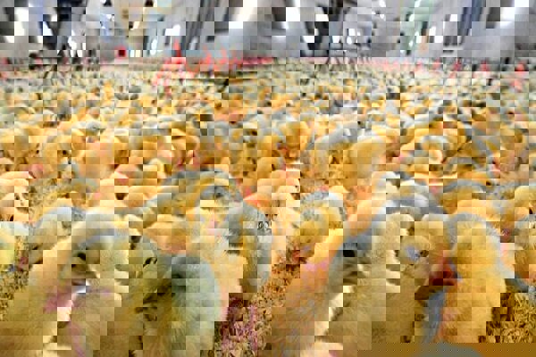 تحقق ۱۴۳ درصدی جوجه‌ریزی در کنگاور