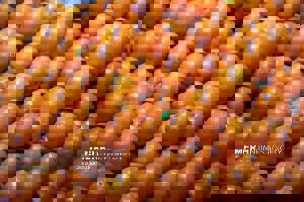 آغاز ذخیره‌سازی میوه تنظیم بازار شب عید در کرمانشاه