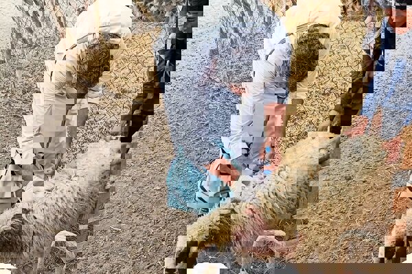 واکسیناسیون دام و طیور در روستاهای صفر مرزی جوانرود اجرا شد