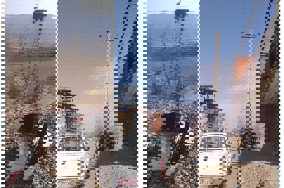 برخورد لک‌لک مهاجر با سیم برق در مریوان جان پرنده را گرفت