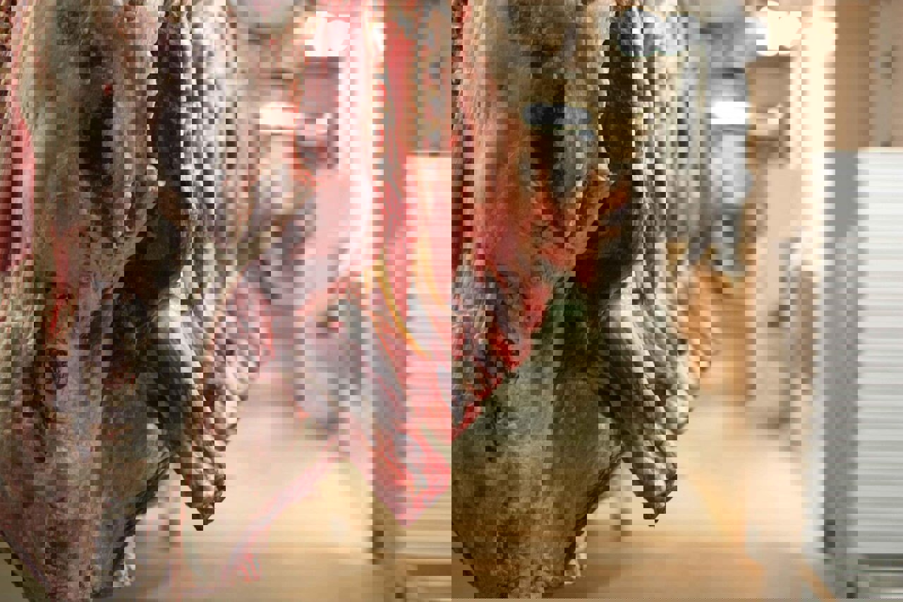 نظارت‌های بهداشتی بر کشتارگاه دام پاوه تشدید شد