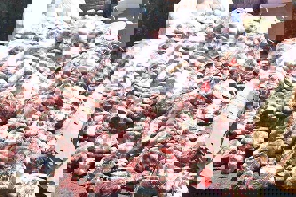 کرمیان: ۳۰۰ کیلو گوشت ناسالم در کرمانشاه معدوم شد