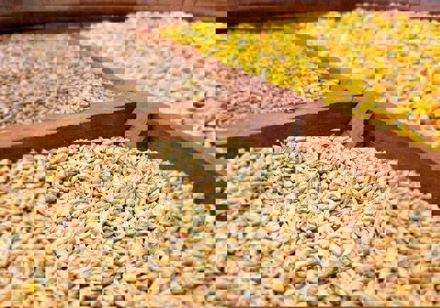 توزیع بیش از ۵۴ هزار تن نهاده دامی در کرمانشاه