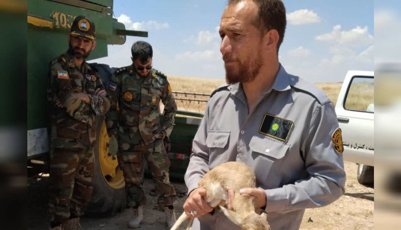 کشف و ضبط یک رأس بره آهو از یک نفر متخلف در شهرستان قصرشیرین