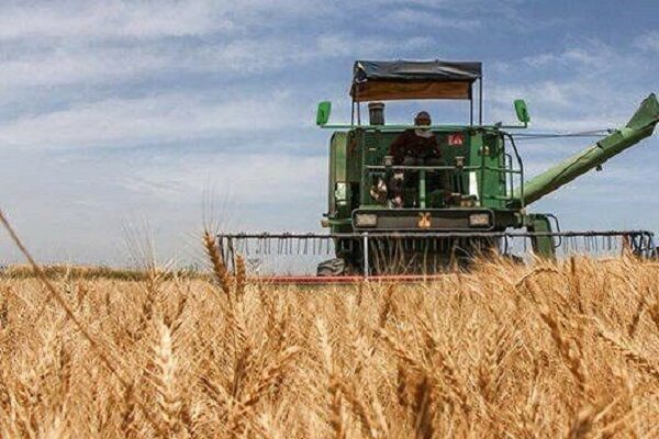 آغاز برداشت گندم در سرپل‌ذهاب با پیش‌بینی تولید ۱۰۰ هزار تن