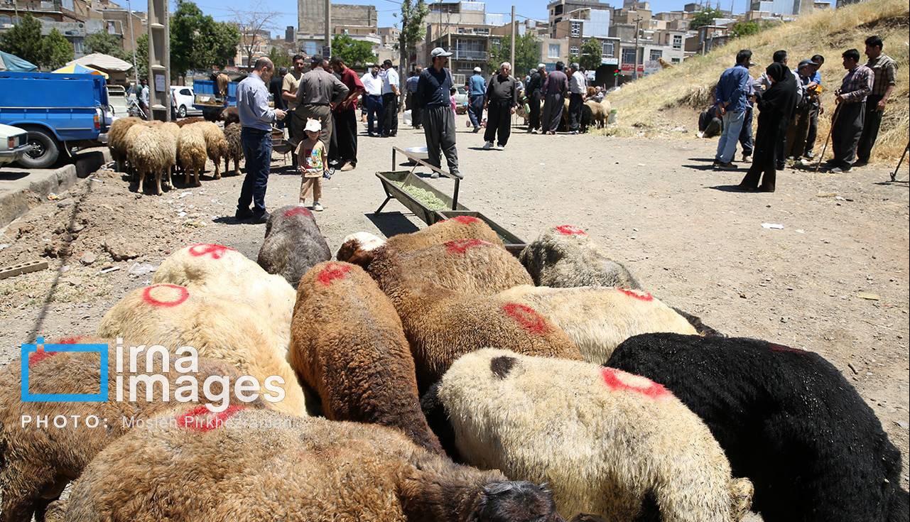 ۶۰ بازرس بر ذبح دام عید قربان در کرمانشاه نظارت بهداشتی می‌کنند
