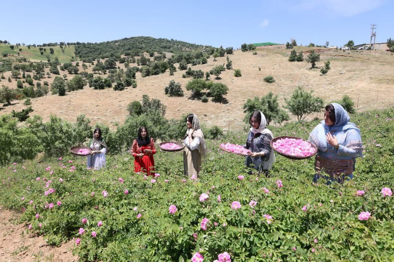 سومین جشنواره گلاب‌کیری در روستای «شرگه» برگزار شد