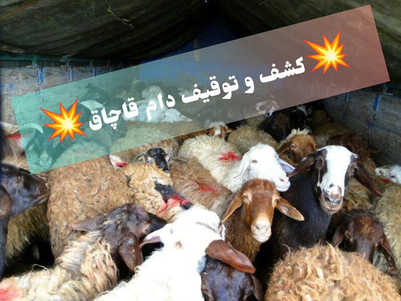 توقیف ۲۰۰ رأس دام قاچاق در بیجار طی دو شب گذشته