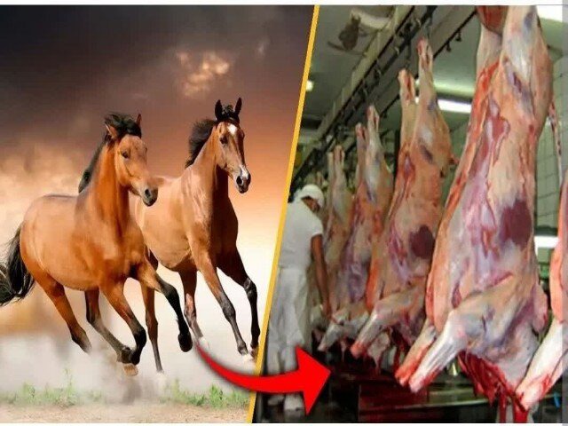 کشف یک تن گوشت اسب در قروه؛ سه متهم دستگیر شدند