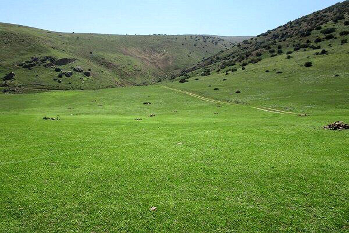 تولید سالانه ۶۲۵ هزار تن علوفه از مراتع گسترده کردستان