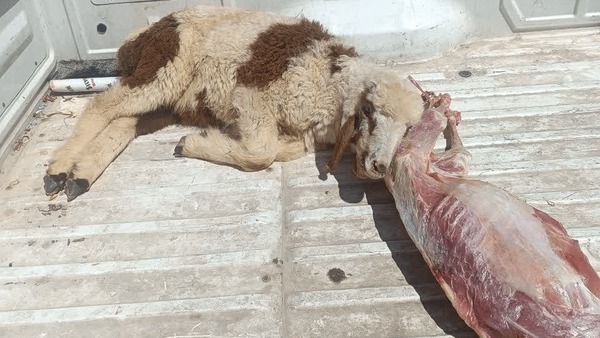 کشف لاشه و دام بیمار در پرونده کشتار غیرمجاز کرمانشاه