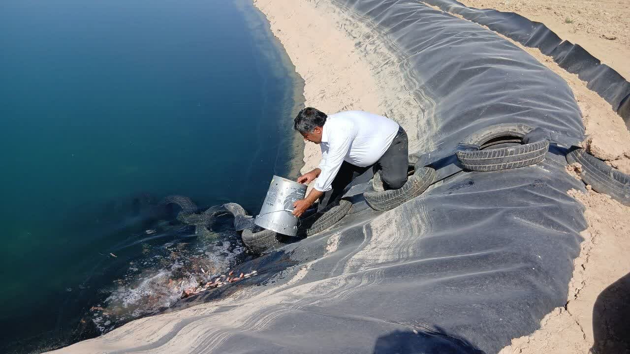 ۴.۵ میلیون بچه‌ماهی در مزارع قصرشیرین رهاسازی شد