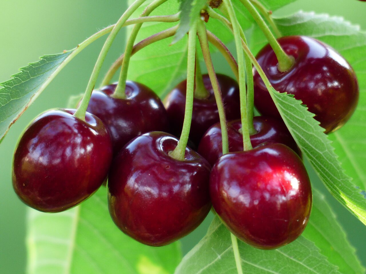 یاقوت سرخ زاگرس درمسیر تجاری‌شدن؛ گیلاس کرمانشاه در انتظار زنجیره ارزش
