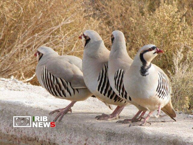 عصر کرد
