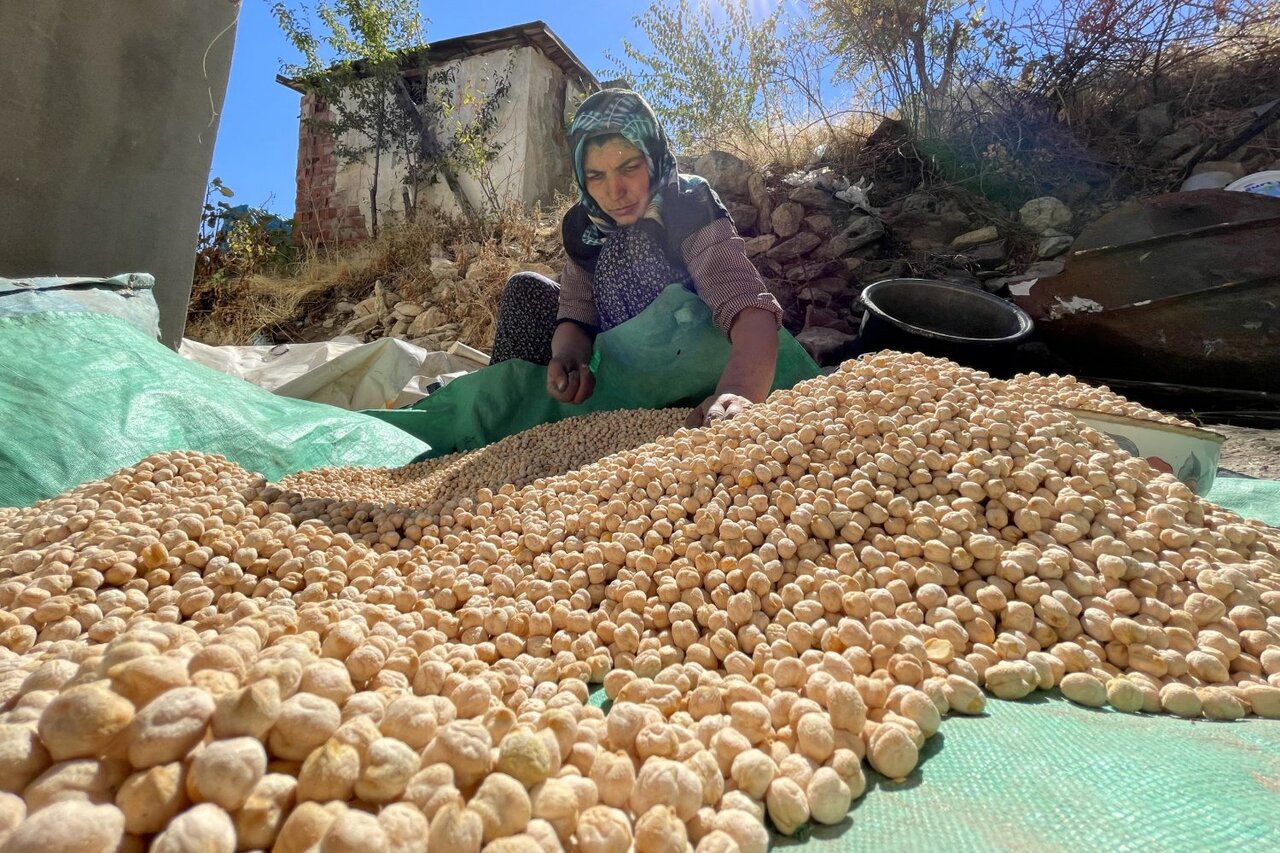منصوری: برداشت مکانیزه نخود پاییزه در اراضی دیم گواور آغاز شد