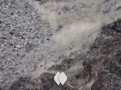 فیلم/ زایش خارج از فصل کل و بز در منطقه لهون