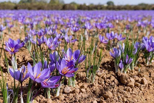 درخشش طلای سرخ در دیار بیستون؛ کرمانشاه قطب جدید زعفران ایران