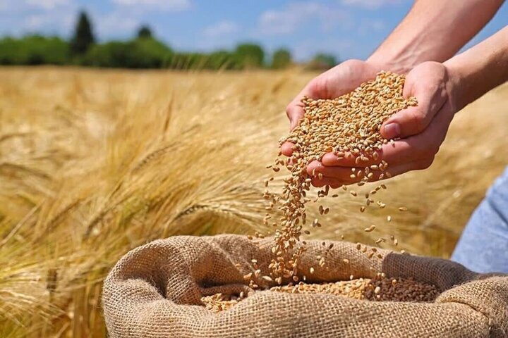 خرید تضمینی گندم در کردستان از مرز ۵۰۰ هزار تن گذشت