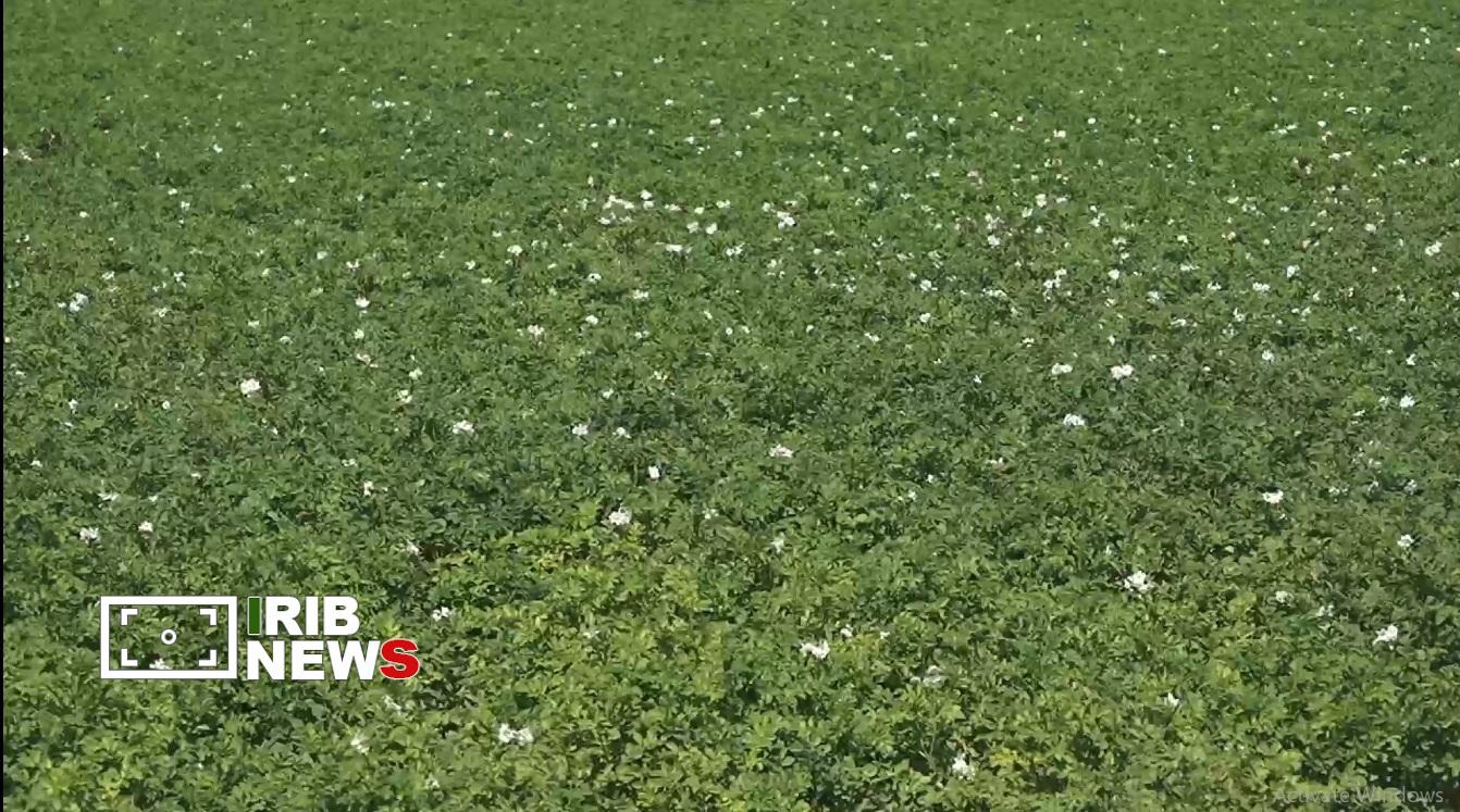 خرید تضمینی کلزا از کشاورزان کردستانی