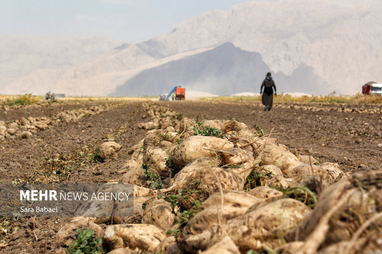 معاون جهاد کشاورزی کرمانشاه: بذر باکیفیت چغندر قند به‌موقع تأمین شود