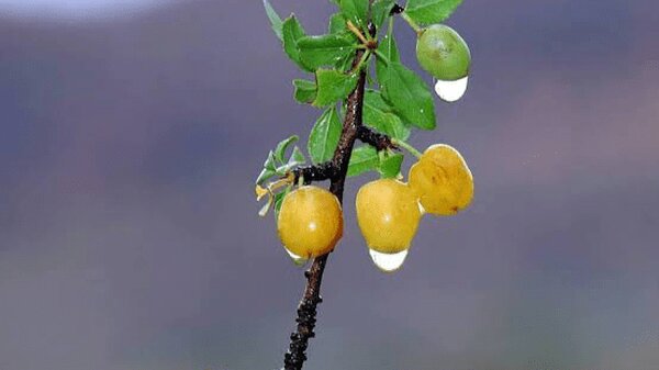 عصر کرد