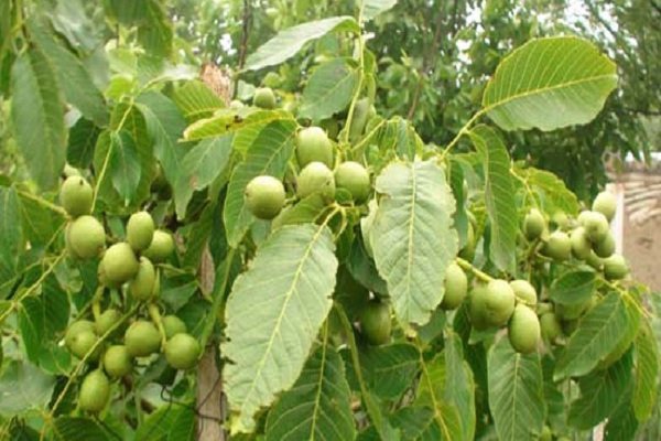 افتتاح باغ گردوی تجاری ۳ هکتاری در بانه