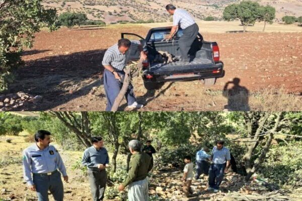 توقف عملیات قطع بلوط در جنگلهای کامیاران