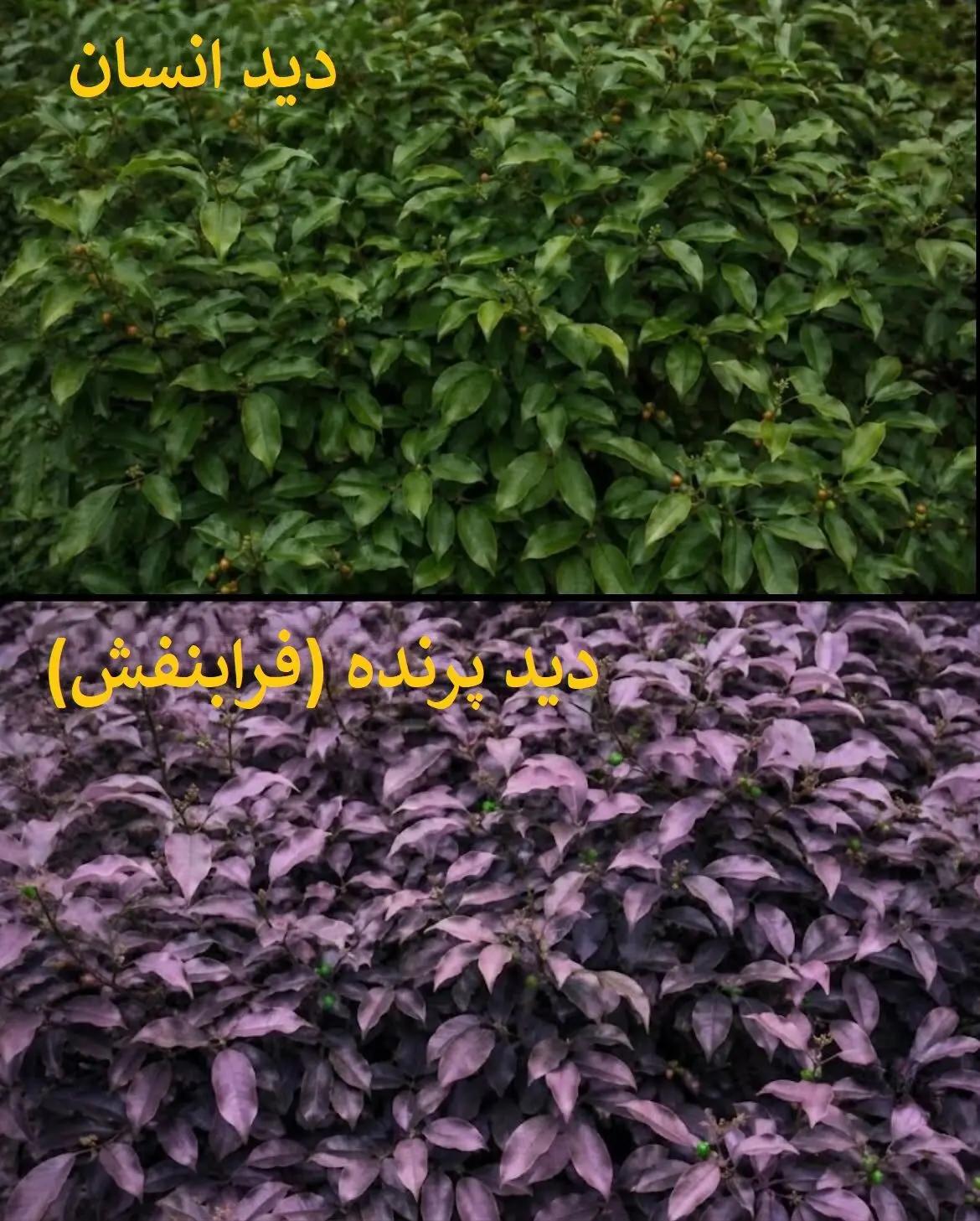 عصر کرد