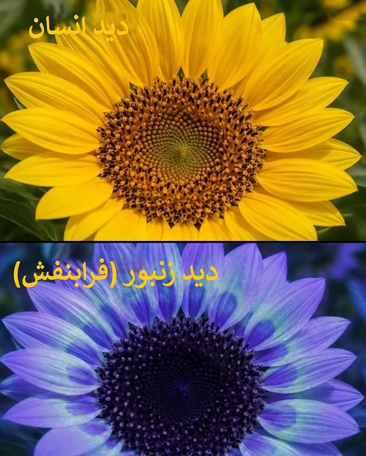 عصر کرد