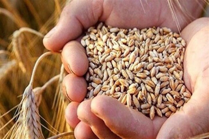 خرید تضمینی گندم در کرمانشاه به ۶۸۳ هزار تن رسید