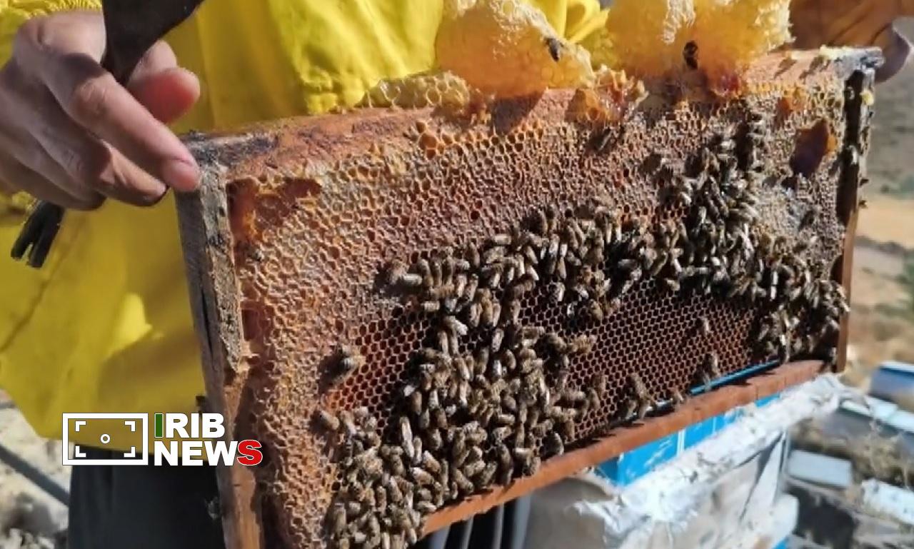 آغاز برداشت عسل در زنبورستان‌های دهگلان
