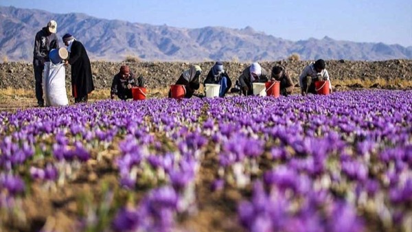 ۴۳۵ هکتار کرمانشاه زیر کشت طلای سرخ رفت