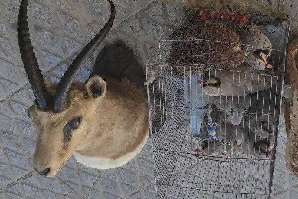 شیخ‌ویسی: برخورد با نگهداری غیرمجاز حیات‌وحش ادامه دارد