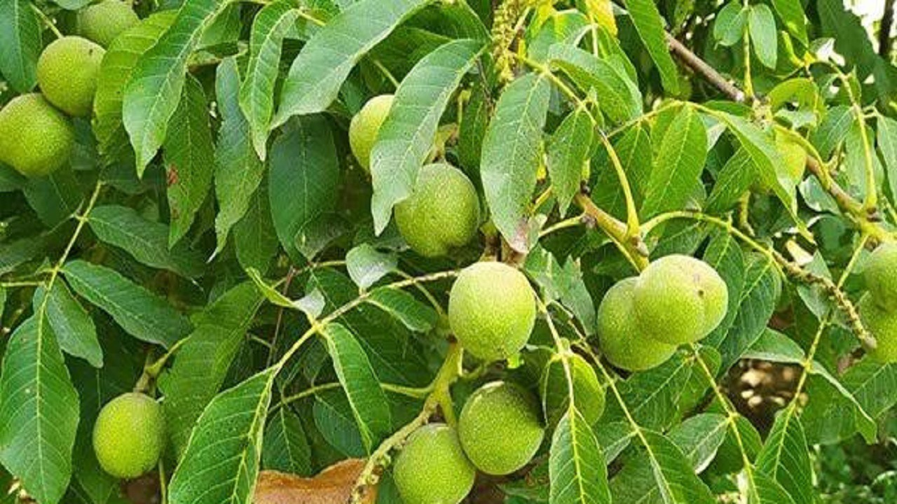 تولید بیش از ۹ هزار و ۶۰۰ تن گردو در آذربایجان شرقی