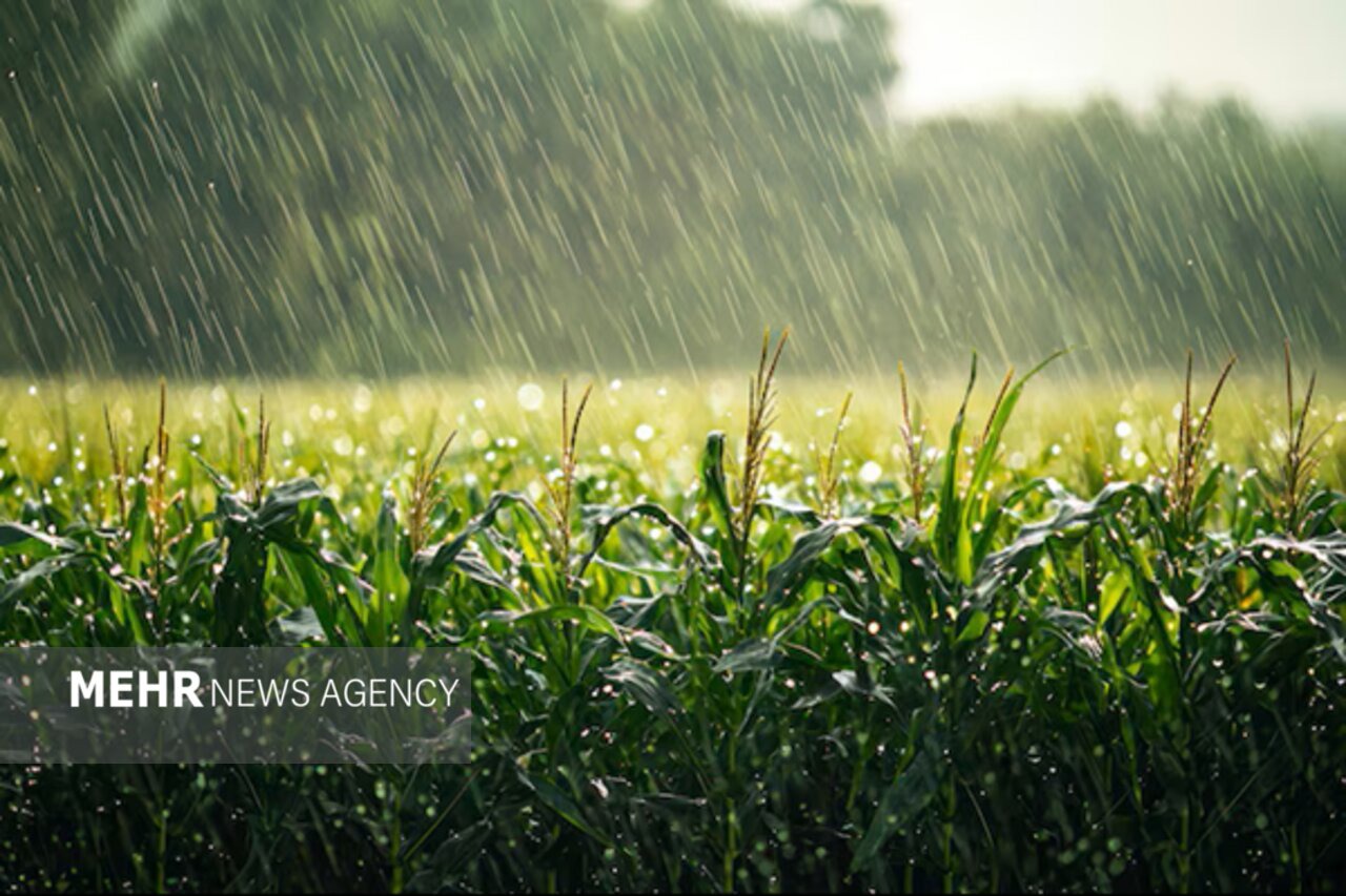 صدیقی: بارش‌های کردستان در نیمه دوم مهر تا ۵۰ درصد افزایش می‌یابد